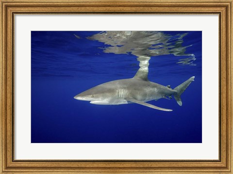 Framed Oceanic Whitetip shark Print
