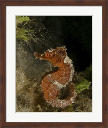 Framed Orange seahorse, West Palm Beach, Florida Print