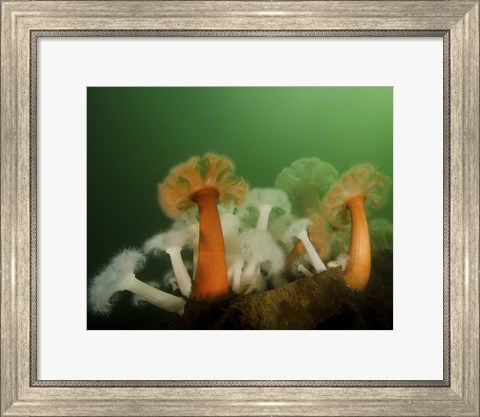 Framed Plumose Anemone in Puget Sound in Seattle Print