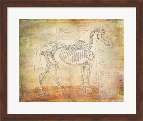 Framed Horse Anatomy 301 Print