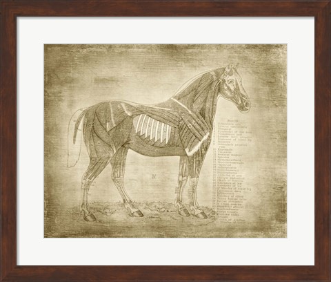 Framed Horse Anatomy 401 Print