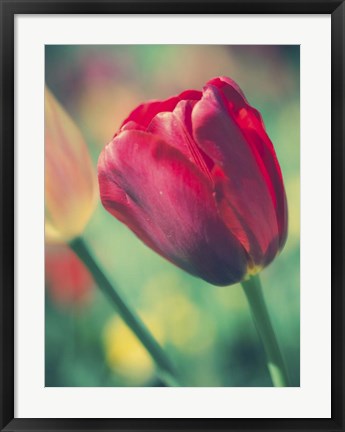 Framed Tulip Sway II Print