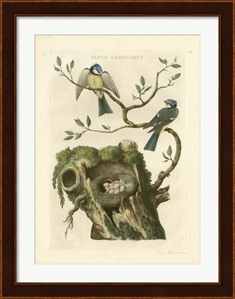 Framed Nozeman Birds &amp; Nests  III Print