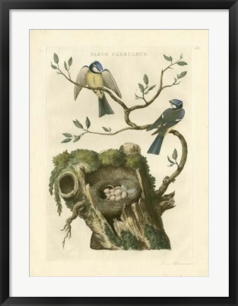 Framed Nozeman Birds &amp; Nests  III Print