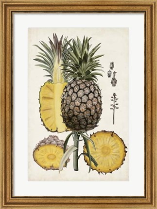 Framed Pineapple Botanical Study II Print
