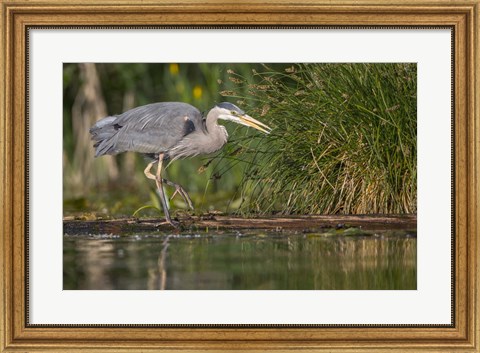 Framed Great Blue Heron stalks for food, Lake Washington, Seattle. Print