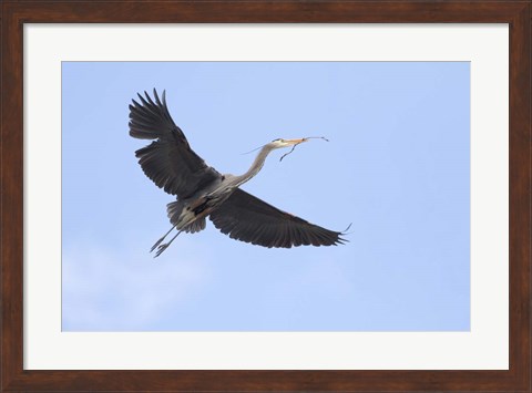 Framed Washington State, Redmond, Great Blue Heron Print