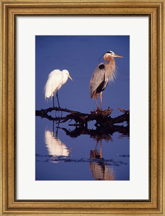 Framed Great Egret and Great Blue Heron on a Log in Morning Light Print