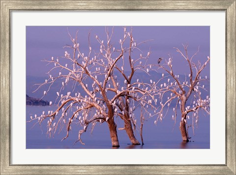 Framed California, Cattle Egret, Great Blue Heron, bird roost Print