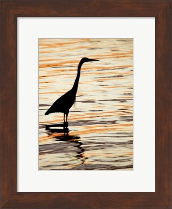 Framed Silhouette of Great Blue Heron in Water at Sunset Print