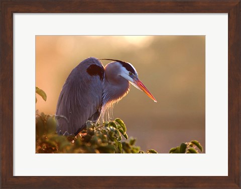 Framed Great Blue Heron Perches on a Tree at Sunrise in the Wetlands Print
