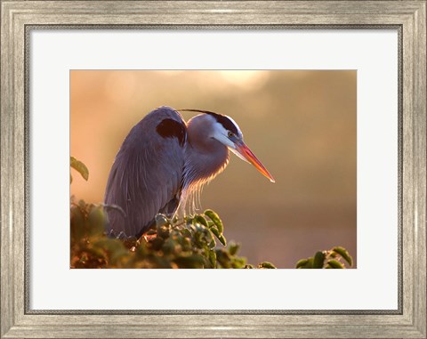 Framed Great Blue Heron Perches on a Tree at Sunrise in the Wetlands Print