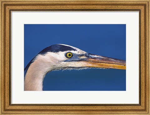 Framed Great Blue Heron, Sanibel Island, Florida Print