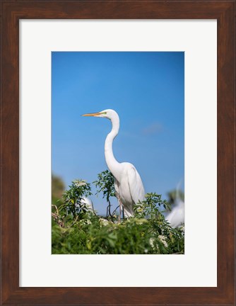 Framed Florida Orlando Great Blue Heron Print