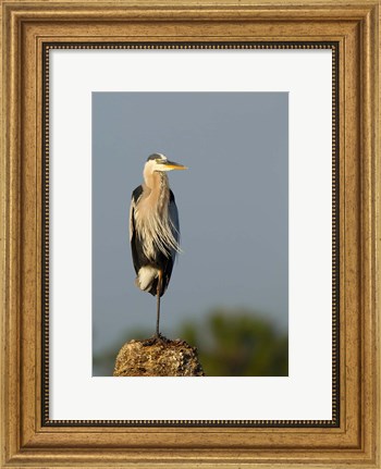 Framed Great Blue Heron bird, Viera wetlands, Florida Print