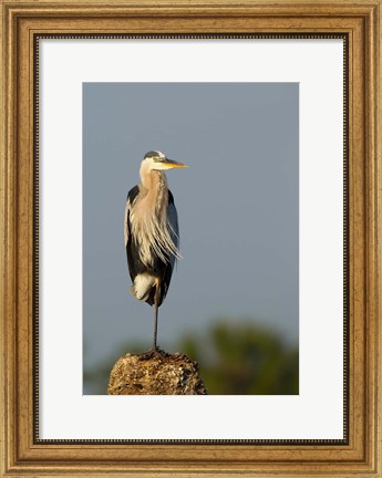 Framed Great Blue Heron bird, Viera wetlands, Florida Print