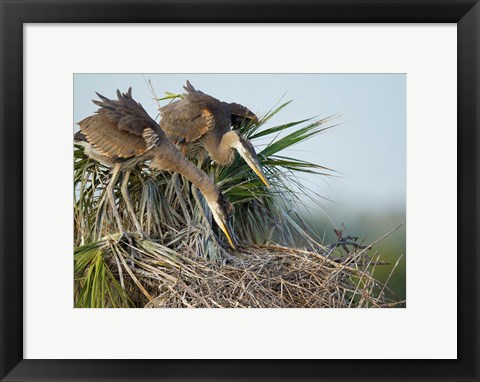 Framed Great Blue Heron chicks in nest looking for bugs, Florida Print