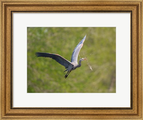 Framed Washington Great Blue Heron flies with branch in its bill Print