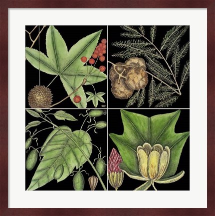 Framed Graphic Botanical Grid III Print