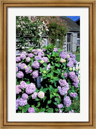 Framed Massachusetts, Nantucket, Siasconset, Home Flowers Print