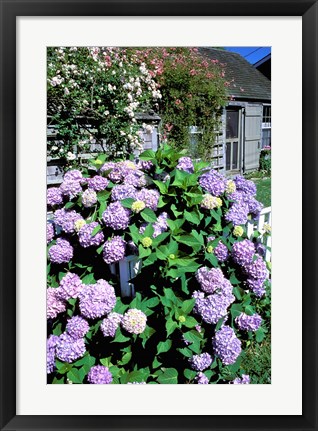 Framed Massachusetts, Nantucket, Siasconset, Home Flowers Print