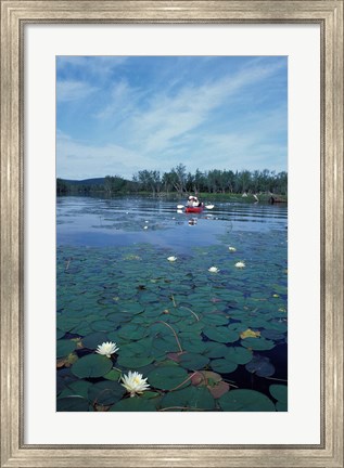 Framed Fragrant Water Lily, Kayaking on Umbagog Lake, Northern Forest, New Hampshire Print