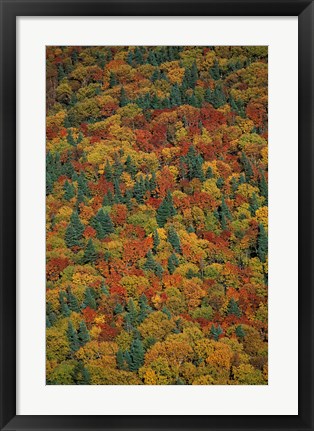 Framed Fall Foliage on the Slopes of Mt Lafayette, White Mountains, New Hampshire Print