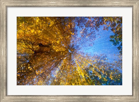 Framed Greeley Ponds Trail, Northern Hardwood Forest, New Hampshire Print