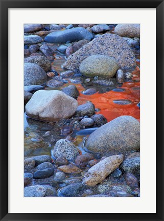 Framed Fall Colors Reflect in Saco River, New Hampshire Print