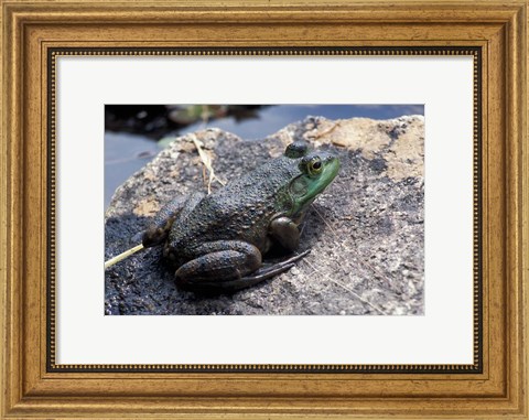 Framed Bull Frog in a Mountain Pond, White Mountain National Forest, New Hampshire Print