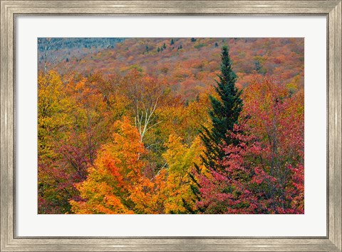 Framed Autumn at Flume Area, Franconia Notch State Park, New Hampshire Print