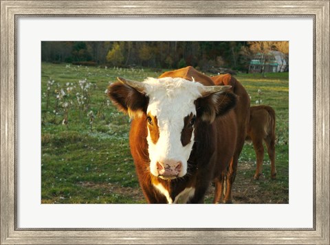 Framed New Hampshire, Farm Animal, Autumn Print