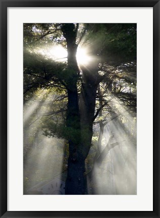Framed New England, New Hampshire, Sunlight Through Trees Print