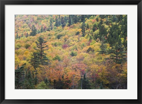 Framed New Hampshire, White Mountains, Crawford Notch, fall foliage by Mount Washington Print