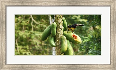 Framed Toucan Bird Feeding on Papaya Tree, Costa Rica Print