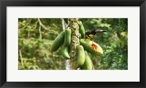 Framed Toucan Bird Feeding on Papaya Tree, Costa Rica Print