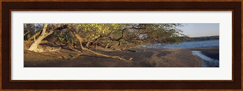 Framed Trees on the Beach, Liberia, Costa Rica Print
