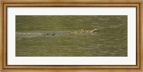 Framed Crocodile in a River, Palo Verde National Park, Costa Rica Print