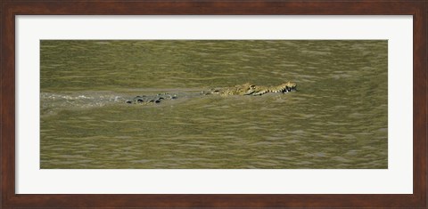 Framed Crocodile in a River, Palo Verde National Park, Costa Rica Print