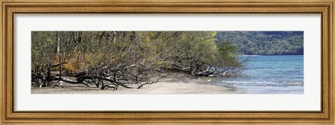 Framed View of Trees on the Beach, Liberia, Guanacaste, Costa Rica Print
