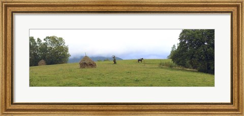 Framed Horse in a Field, Transylvania, Romania Print