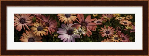 Framed Multi-Colored Daisy Flowers Print