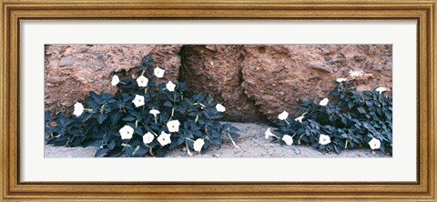 Framed Darura Blooms in Box Canyon, Mecca, California Print