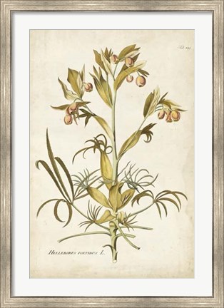 Framed Elegant Botanical II Print