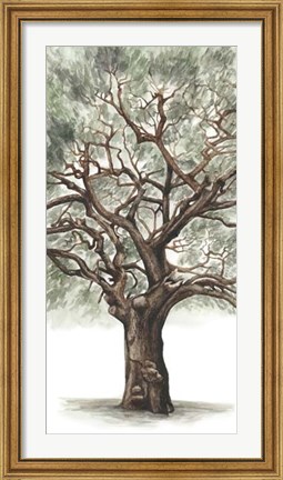 Framed Oak Tree Composition II Print
