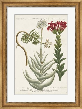 Framed Botanical Varieties I Print