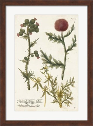 Framed Botanical Varieties II Print