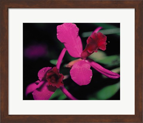 Framed Magenta Orchid, Fiji Print