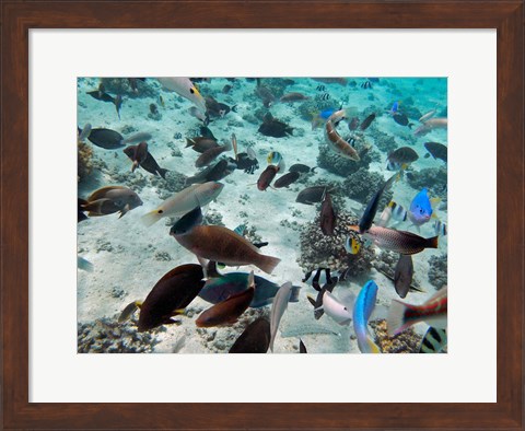Framed Tropical Fish,  Fiji Print