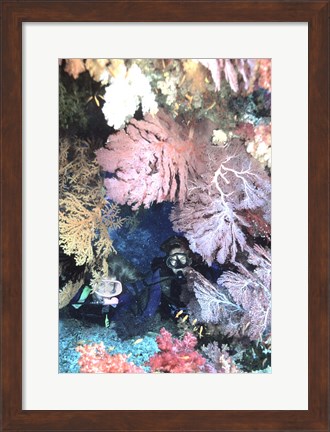 Framed Diver Peers Out From Crevice, Flanked by Brilliant Sea Fans and Soft Corals, Fiji, Oceania Print